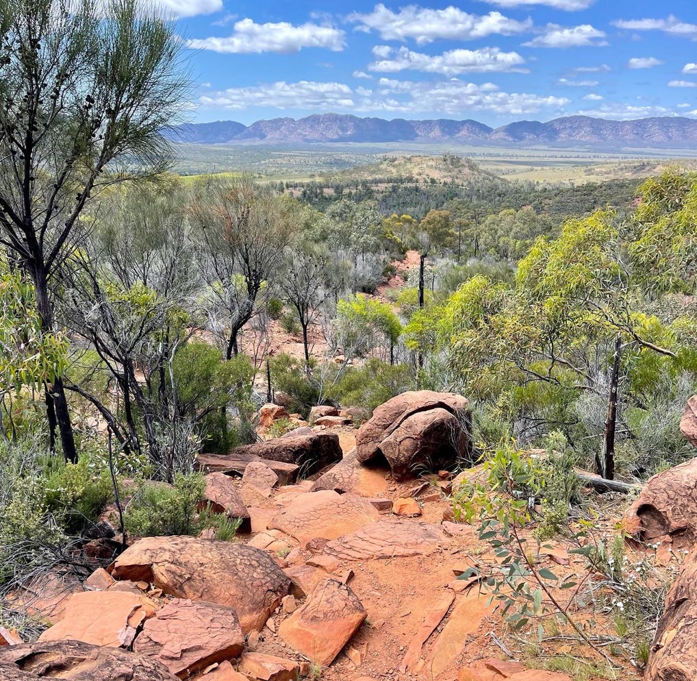 Picturesque view of green vegetation in the Flinders Ranges on summer sunny day