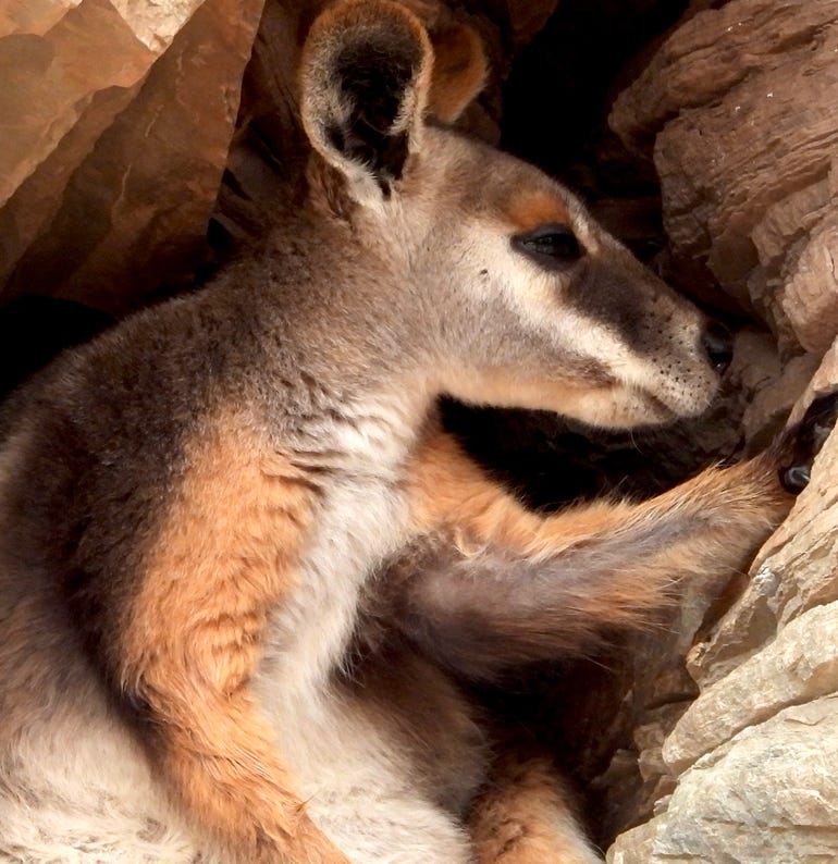yellow footed rock wallaby resting in a cave in the Brachina Gorge Flinders Ranges