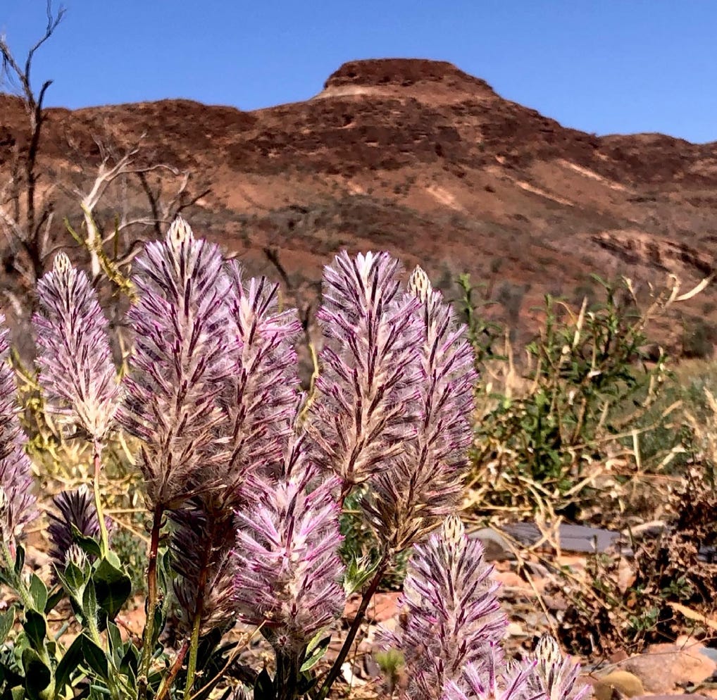 Flowers feature in our outback tours this pink mulla mulla at Mount Chambers and Chambers Gorge