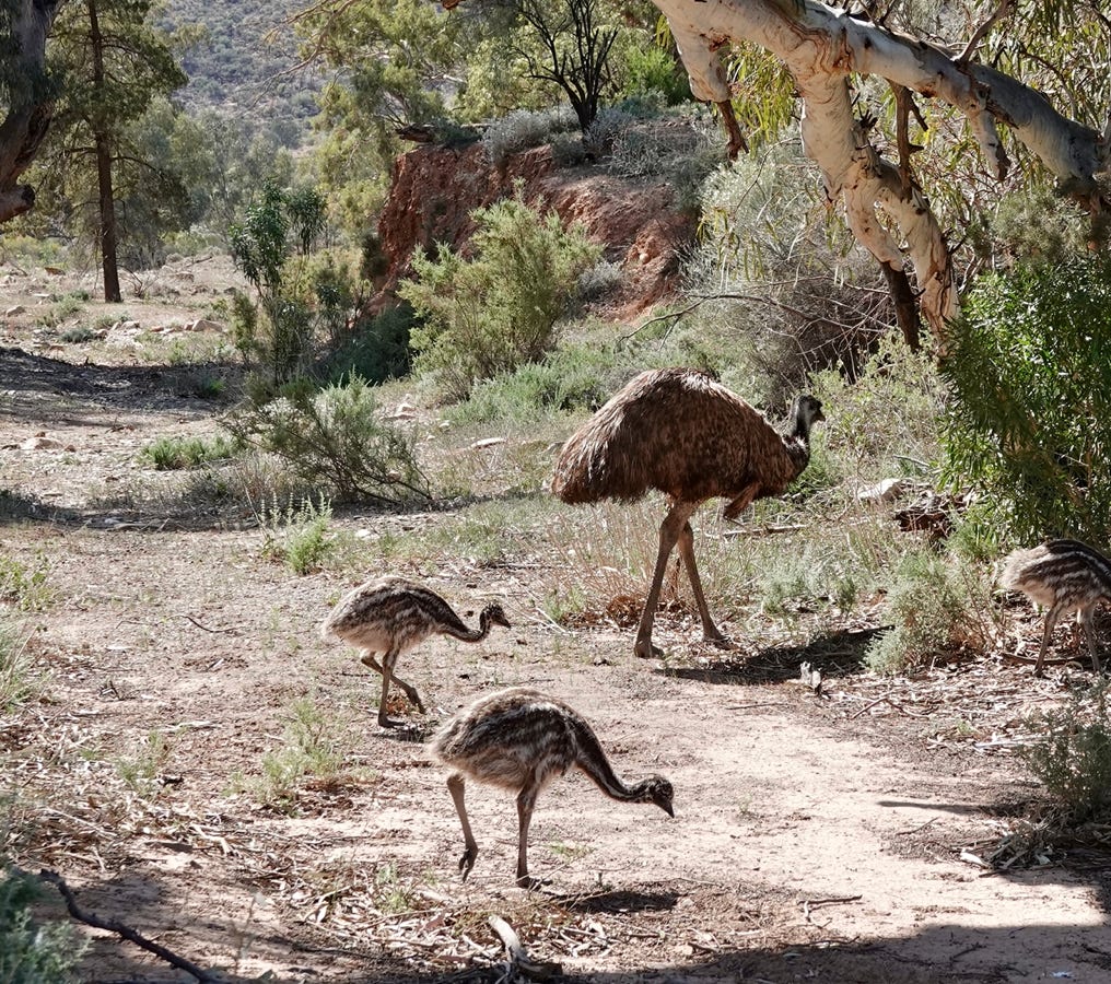 Emu dad and chicks fossicing in the Flinders Ranges Brachina Gorge