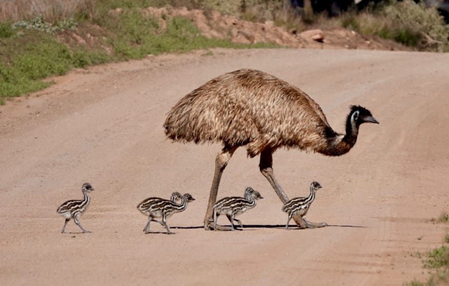 picture of dad emu with his chicks crossing the road in the Flinders Ranges 