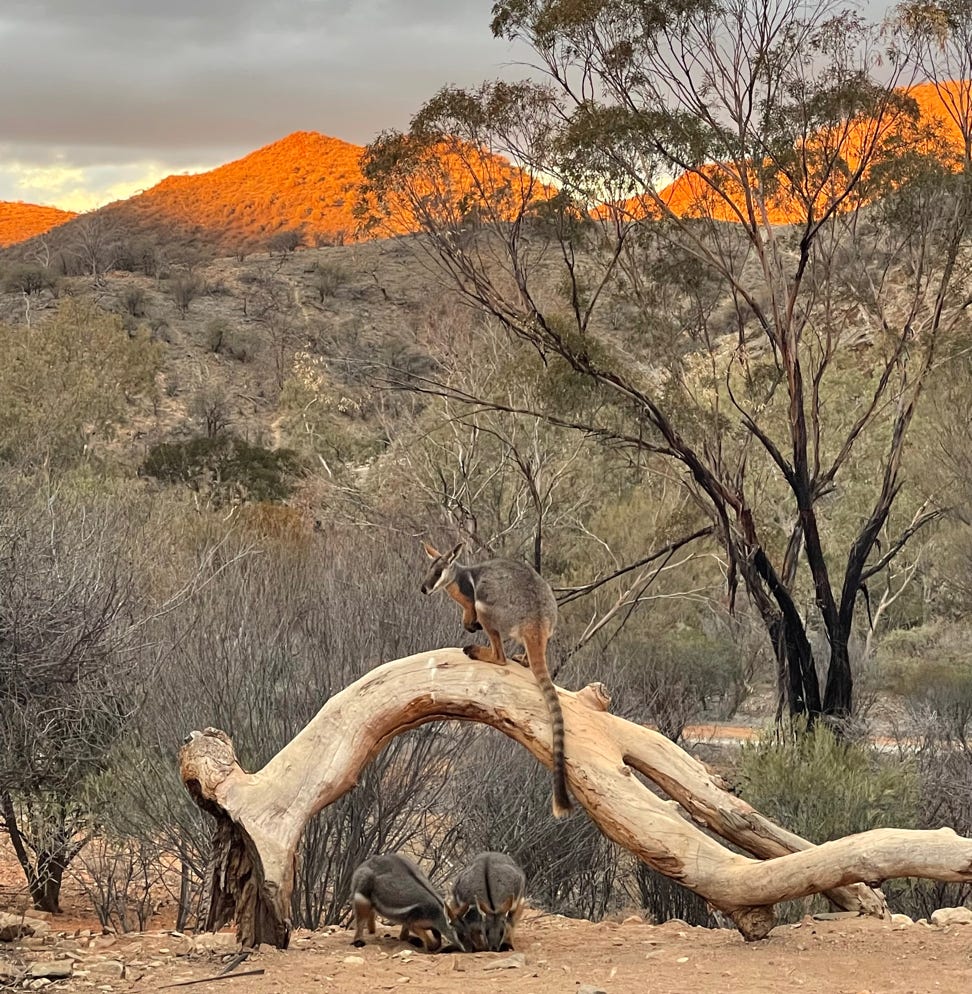 Sunset at Arkaroola Wilderness Sanctuary as the Yellow footed rock wallabies come in to feed