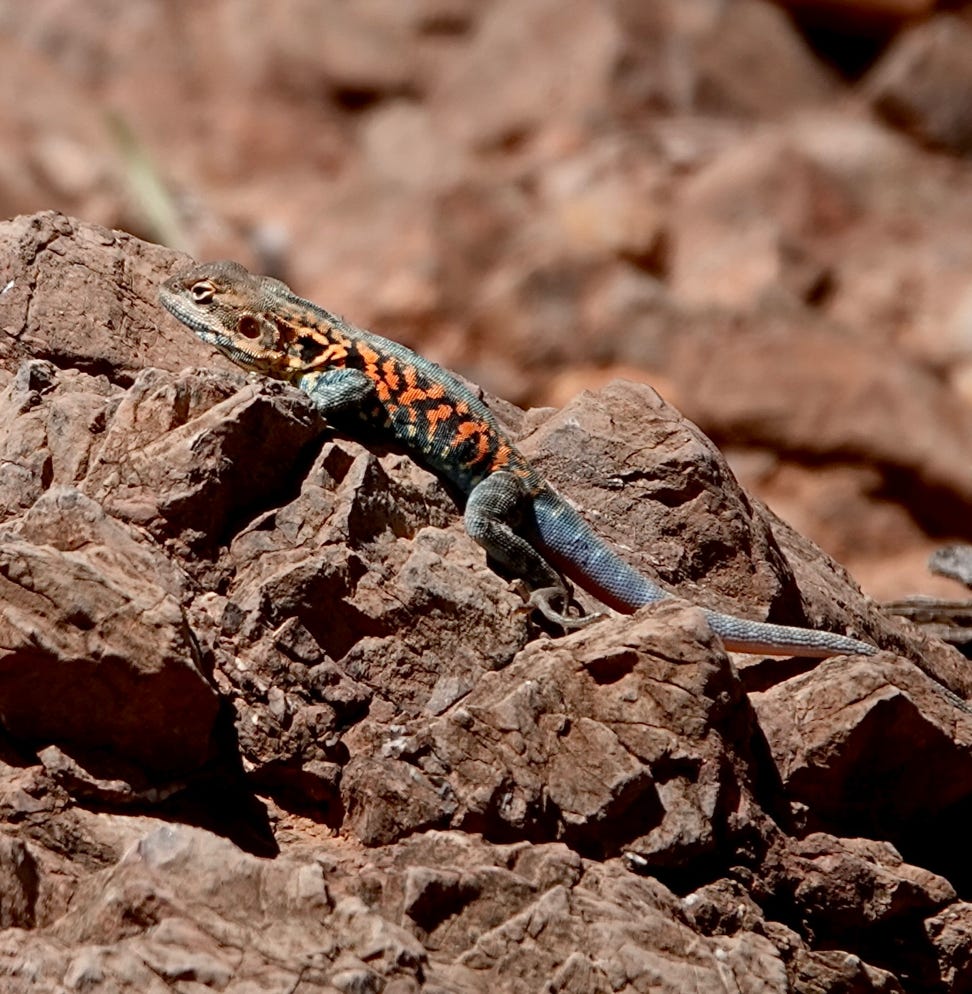 Red barred Dragon commonly seen in the Flinders Ranges during the warmer months