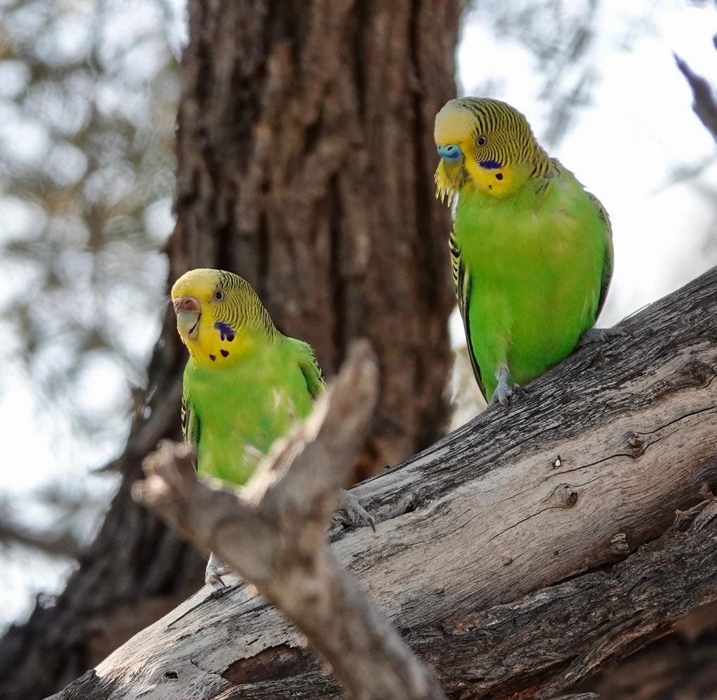 Wild budgies sitting in an old tree in the outback of south australia after rain