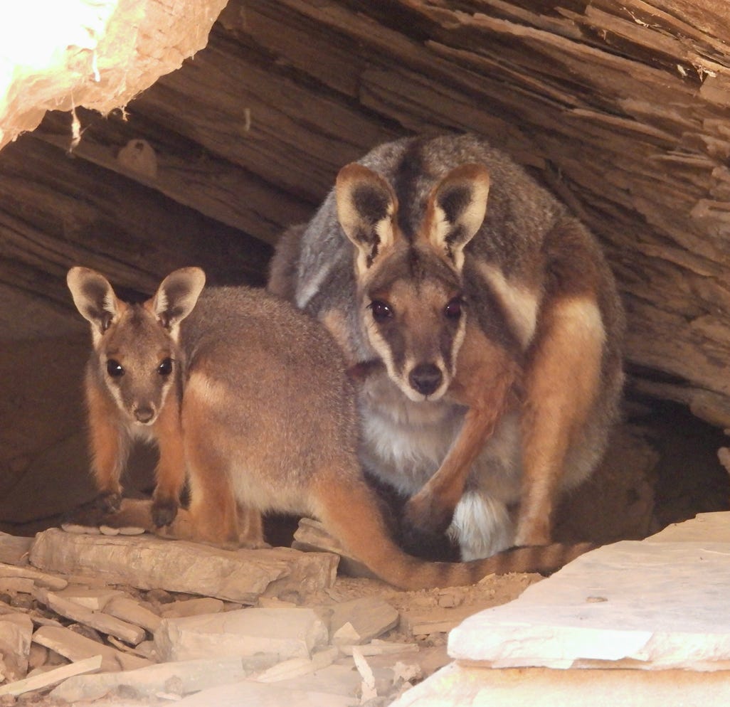 Yellow footed rock wallabies in a cave keeping cool in the summer heat