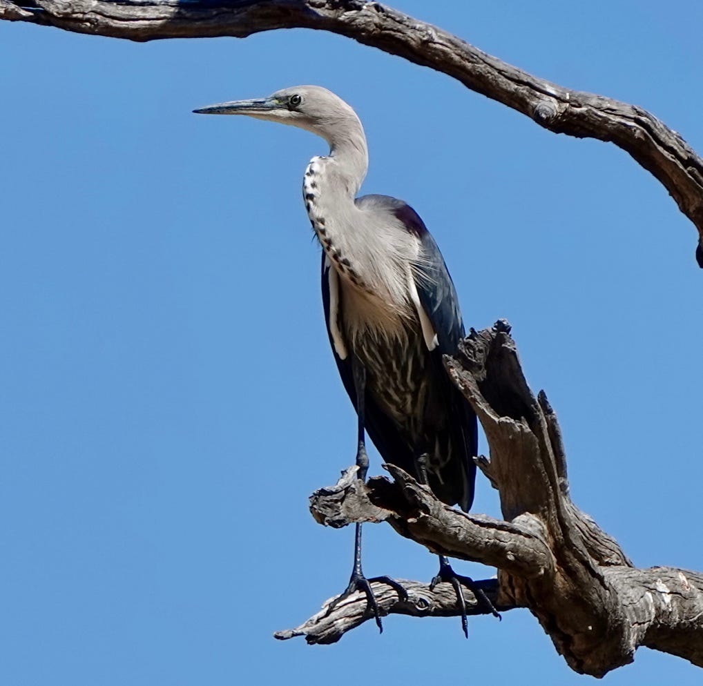 Heron at Coongie Lakes Innamincka birdlife
